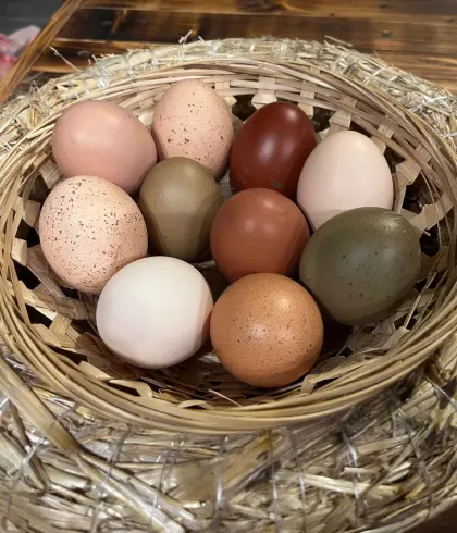 Bruteier meiner bunten Legetruppe, Silverudds Bla, Maran usw.