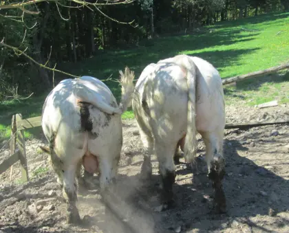 Stier Natursprung CHAROLAIS Deckstier