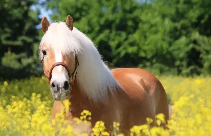 SUCHE Haflinger oder Ähnliches als Reitpferd