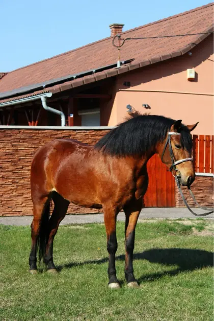 Csinos Kinderpferd! 6 Jahre