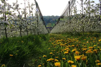 Bio-Topaz-Anlage zu vergeben im Raum Feldbach