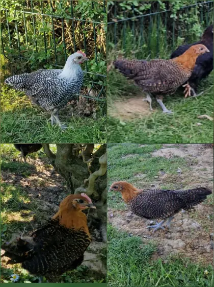 Brakel Huhn 1.1 Pärchen