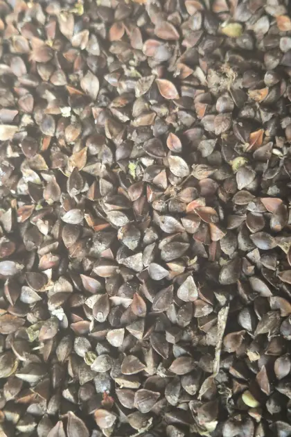 Bio-Buchweizen Bambi