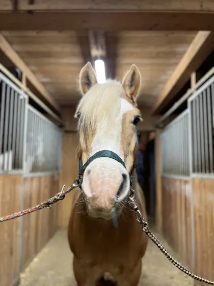 Haflinger Wallach