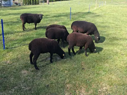 Jura Lämmer männlich