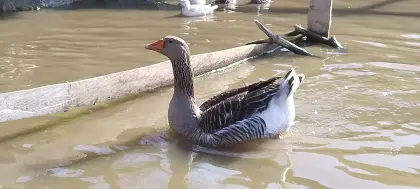 Österreichische Landgans