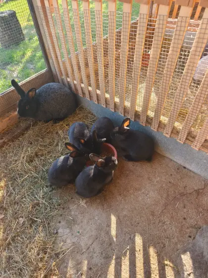 Kaninchen