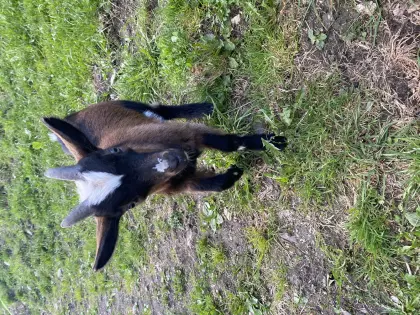 Tauernschecken Kitzbock