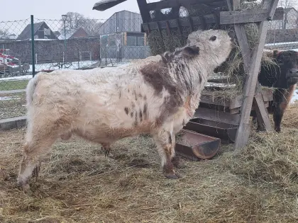 Galloway-Stier, Biobetrieb