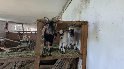 Mini Zwergziegen - Nachwuchs