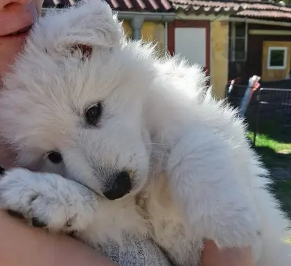 Zuckersüße weiße Schäferhunde-Babys