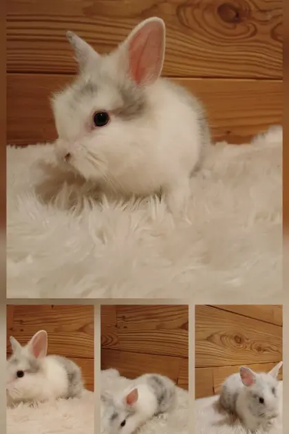Löwenkopfkaninchen