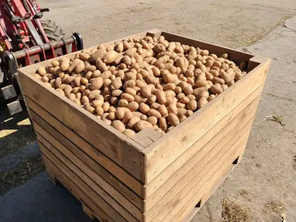 Bio-Speisekartoffeln Ditta