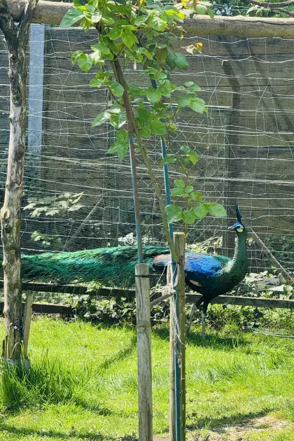 Pavo muticus imperator