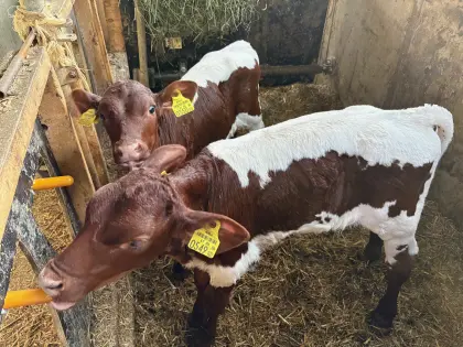 Original Pinzgauer Kälber