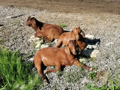 Kalahari Red Burenziegen mit Kitzen