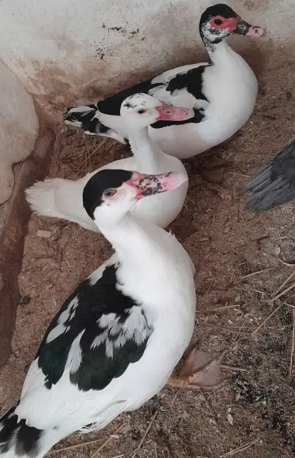 Enten