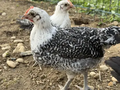 Ostfriesische Möwen Hahn und Grünlege Hähne
