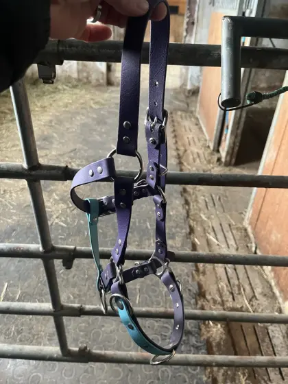 Kappzaum Shetty/Pony