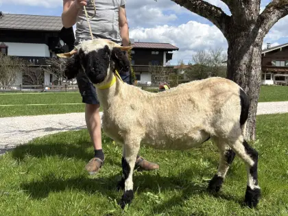 Weibliches Walliser Schwarznasenschaf HB tauglich