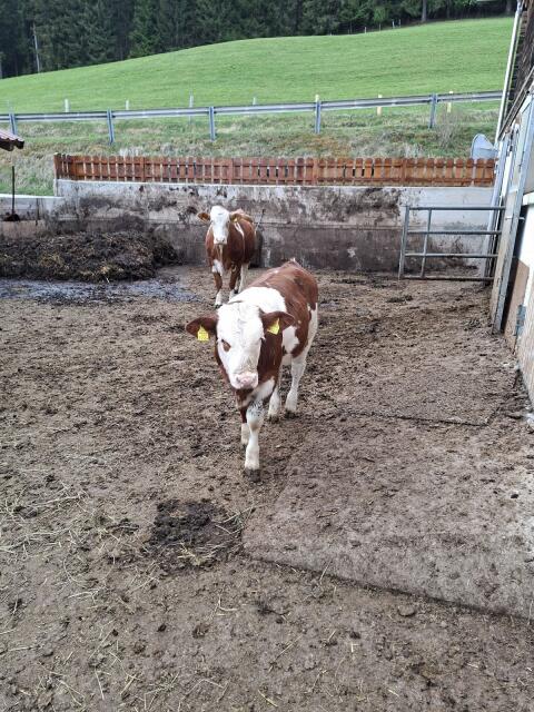 Fleckvieh Kalb