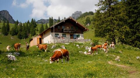 Suche Bauernhof, Landwirtschaft