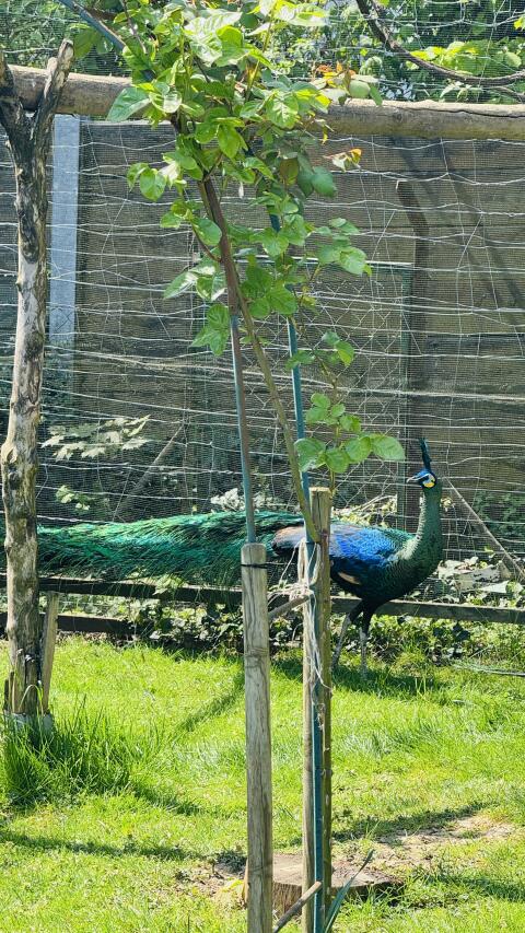 Pavo muticus imperator