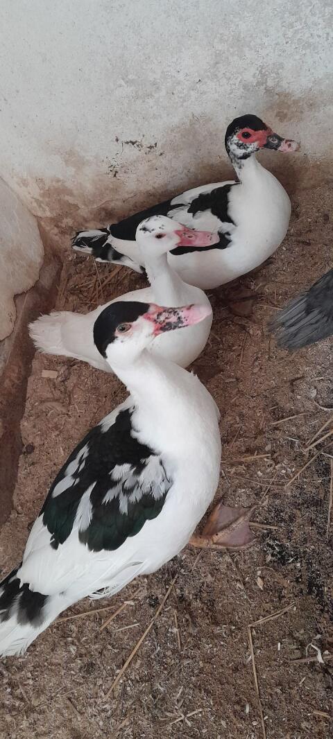 Enten