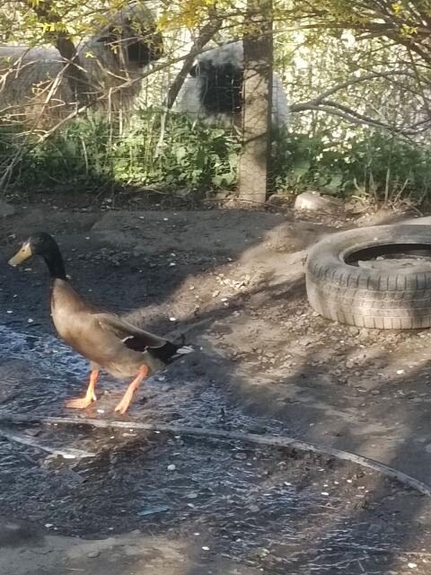 Laufentenpärchen