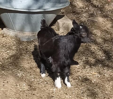 Babybock Blacky, Minizwergziege