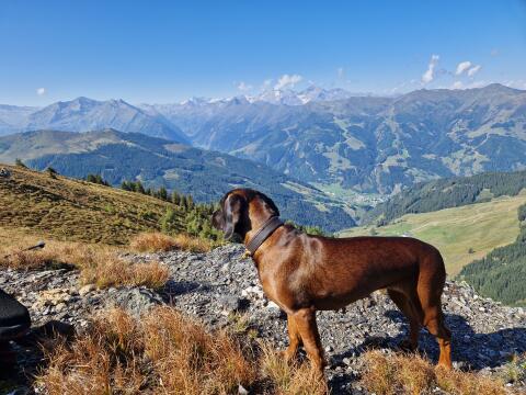 Bayerische Gebirgsschweißhunde Welpen, Wurfankündigung