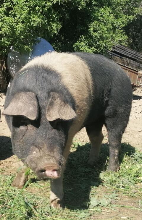 Eber Schwäbisch Hällisch