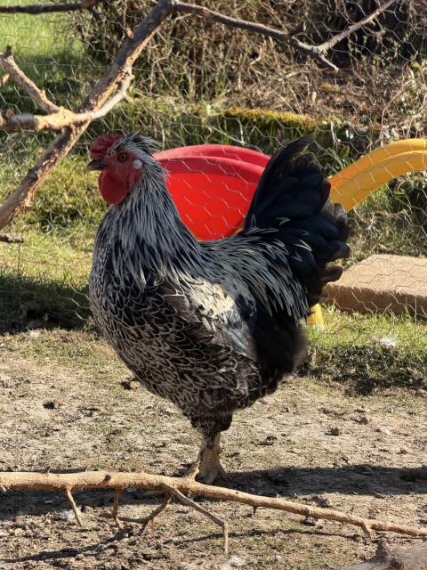 Zwerghahn