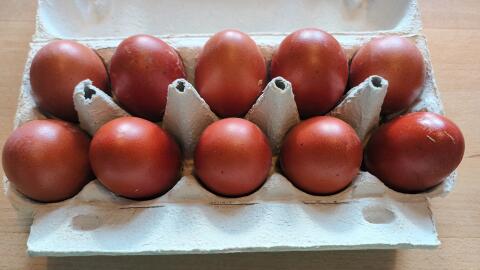 Bruteier Marans schwarz-silber, Schokoleger
