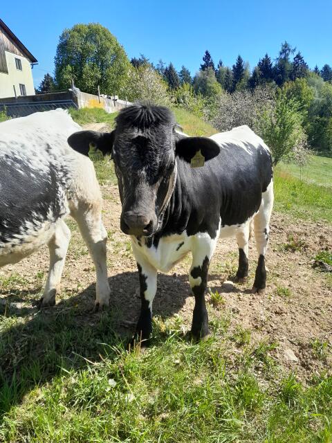 Pustertaler Sprinzen Kalbin Bio