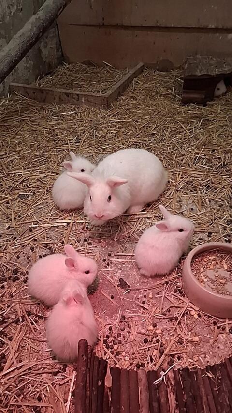 Zwergkaninchen