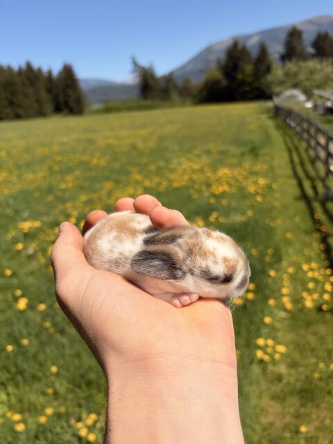 Zwergkaninchen