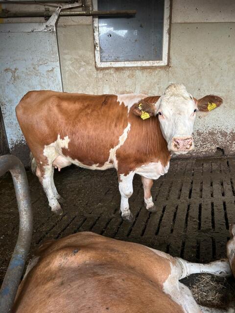 Milchkühe oder schwertragende Kalbinnen zu verkaufen