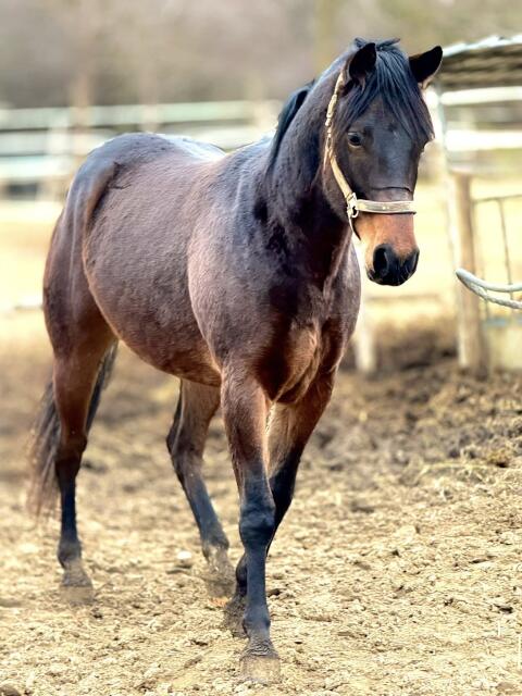 Quarter Horse, Pferd zu verkaufen