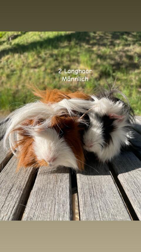Meerschweinchen zu verkaufen