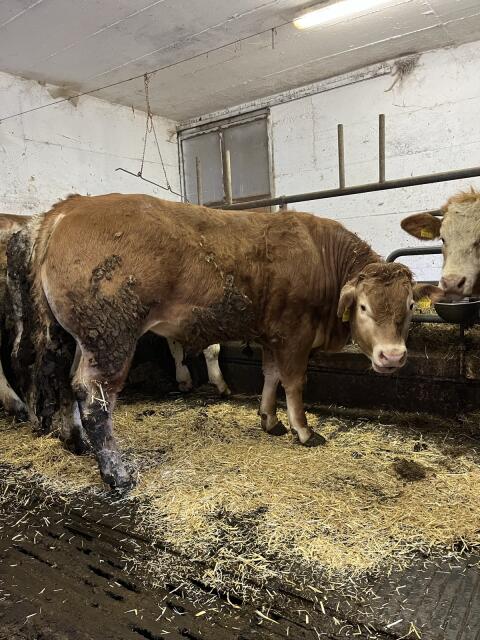 Limousin-Jungstier