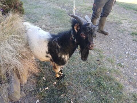 Mini-Zwergziegen-Bock