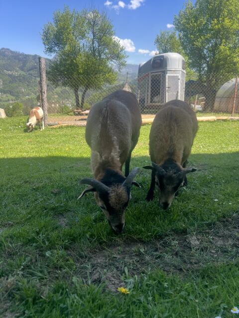 Kamerun-Bock