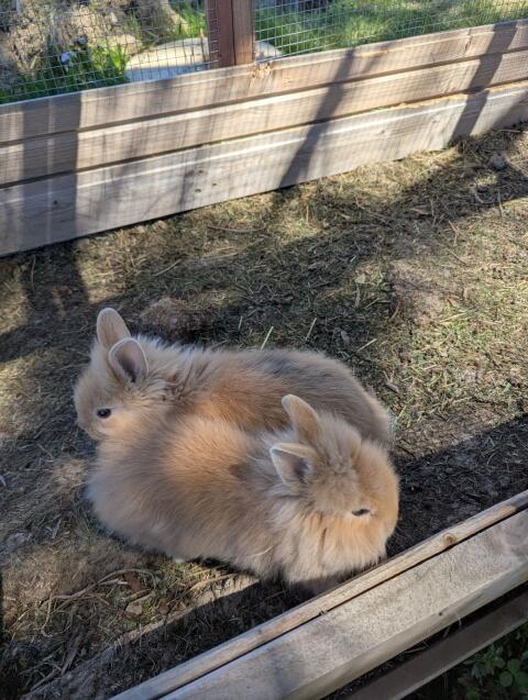 Löwenkopfkaninchen
