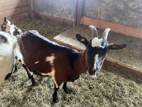 Lämmerziege in Milch