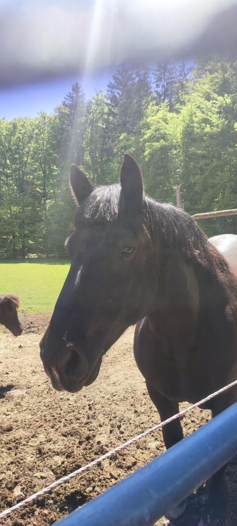 Norika Stute Sonne-Flicka