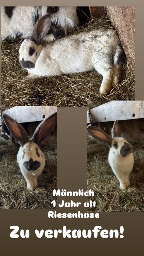 Riesenhase