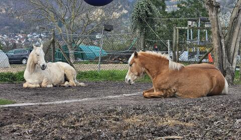 Pony-Offenstallplatz im Handschuhsheimer Feld frei