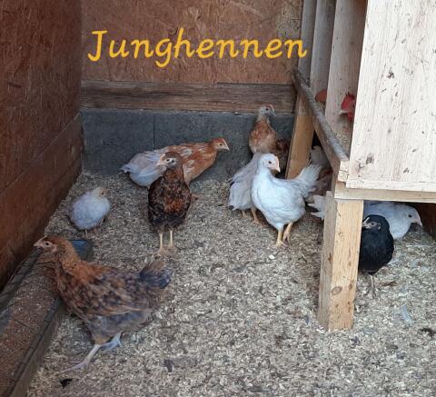Junghennen-Mixe