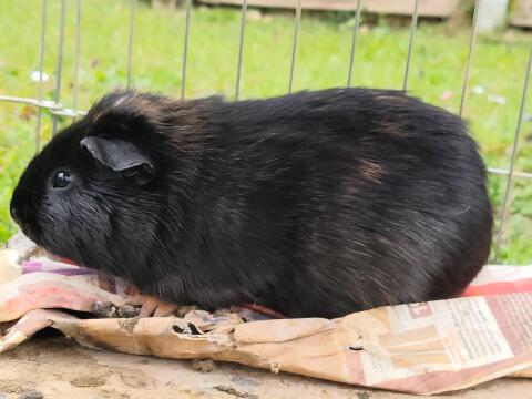 Meerschweinchen-Männchen